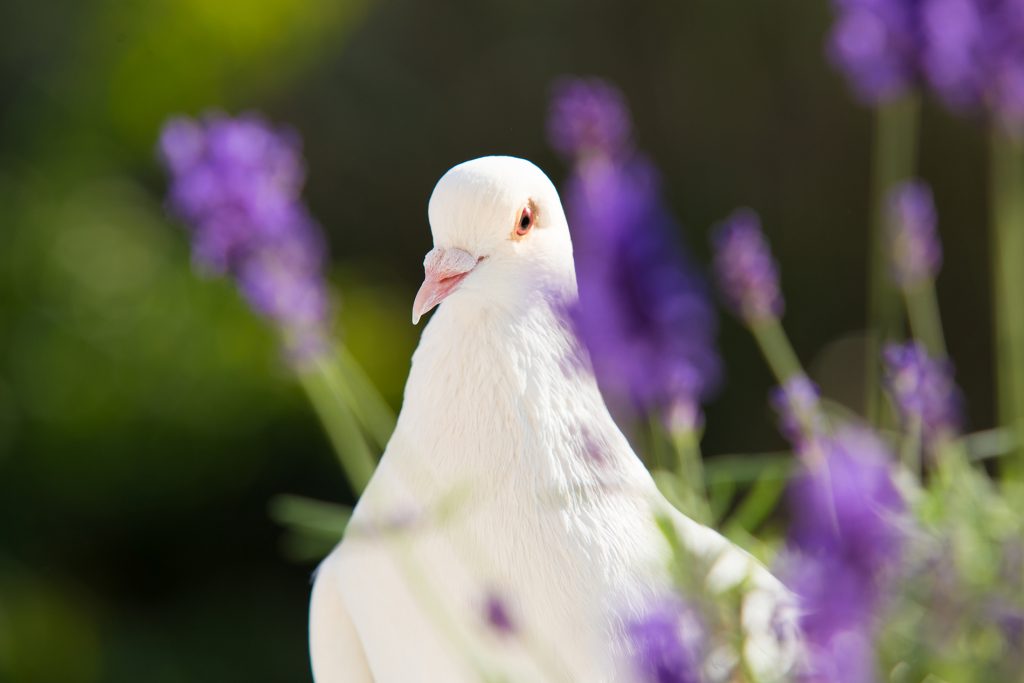 white dove release in pittsburgh